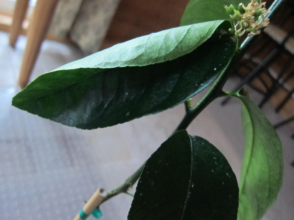curled bearss lime tree leaf