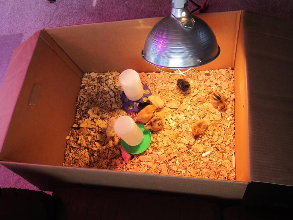 baby chick cardboard box setup
