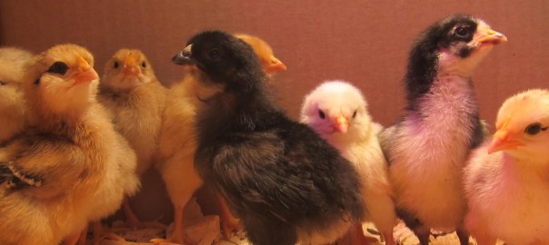 eight baby chicks