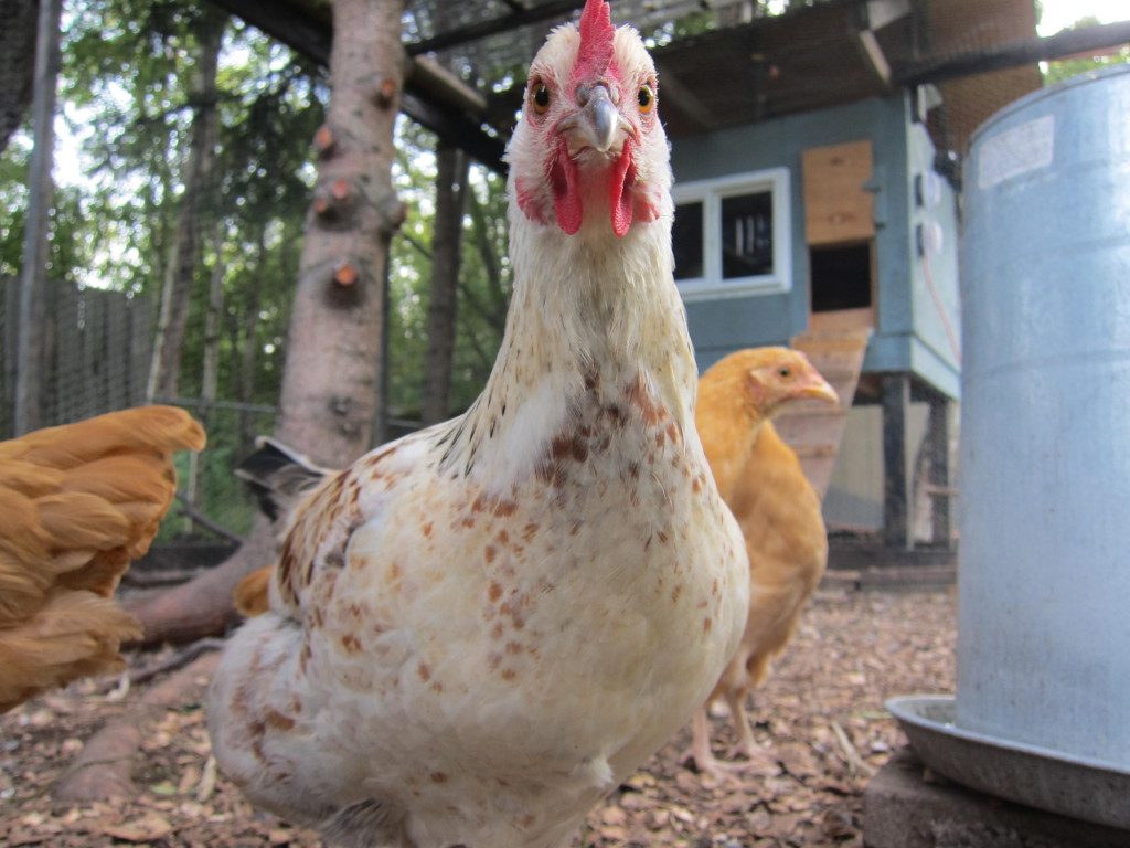 can-one-chicken-lay-multiple-colors-of-eggs