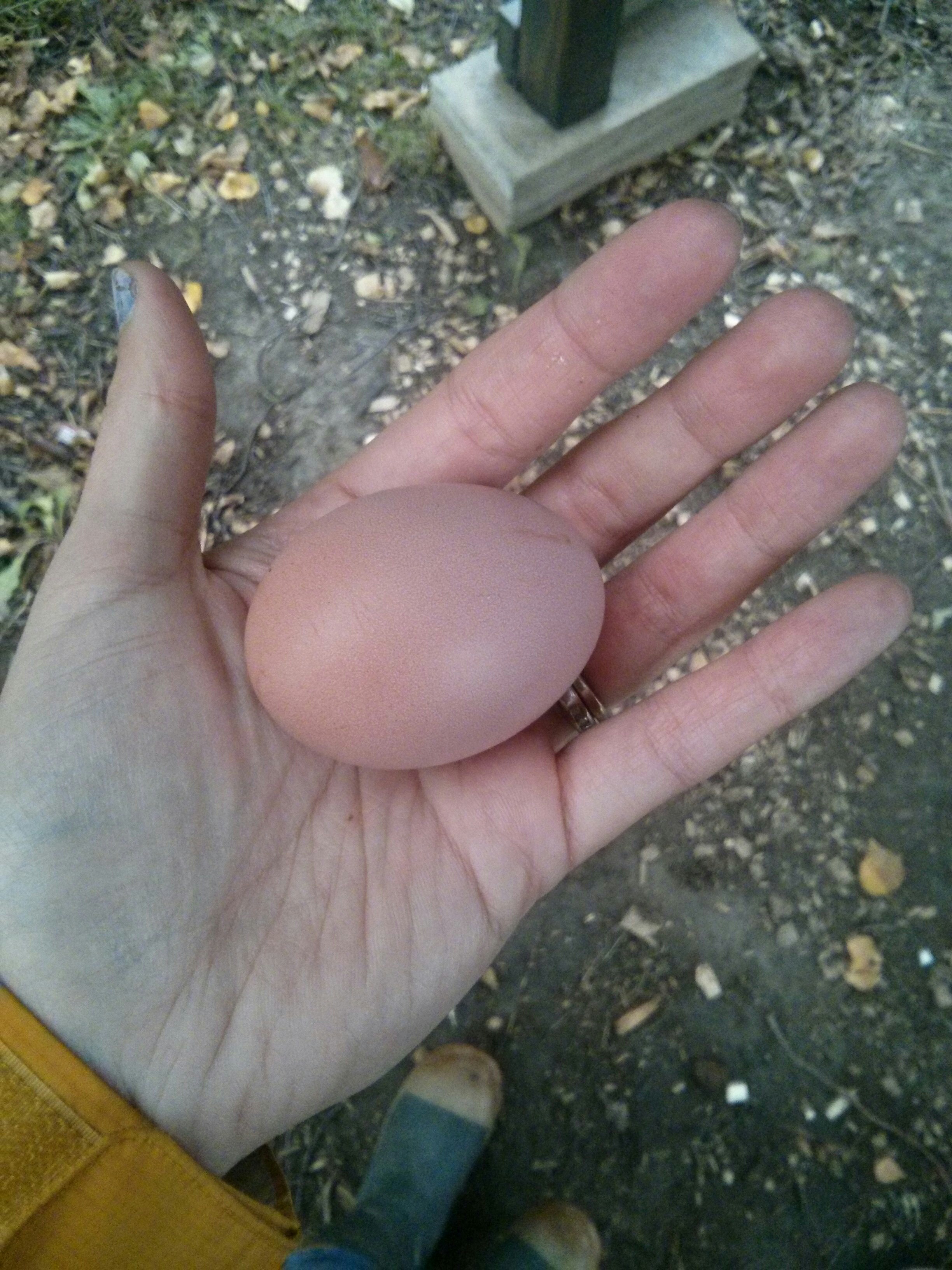 first egg from my Alaska hen