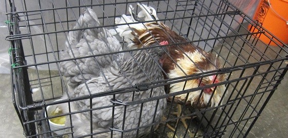 hen and rooster in wire cage