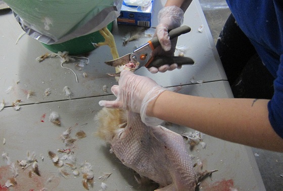 cutting off chicken feet
