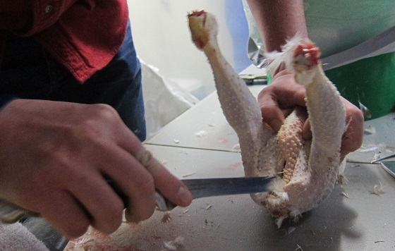 cutting into a freshly plucked chicken
