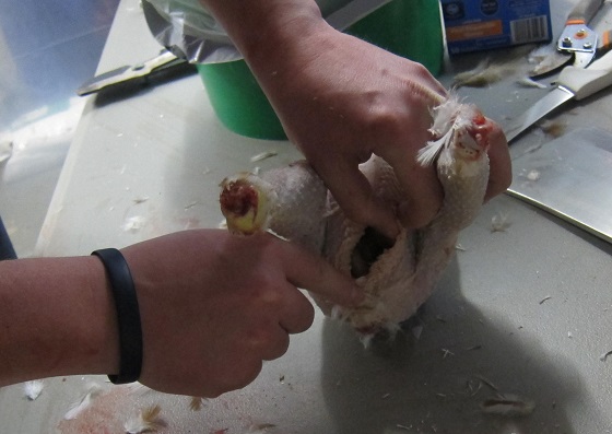 opening the end of a plucked chicken
