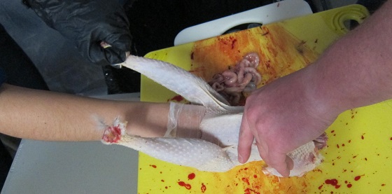 pulling out chicken organs from butchered chicken body