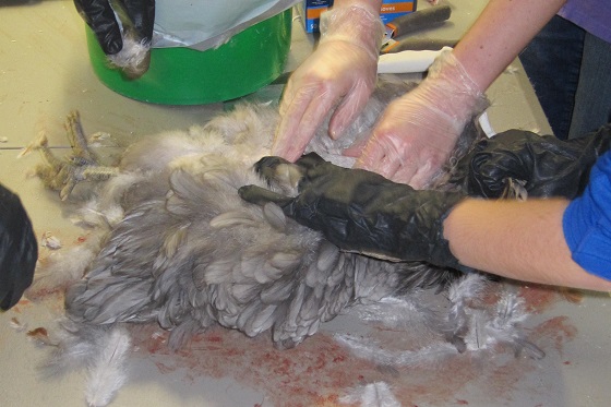 plucking a hen's feathers