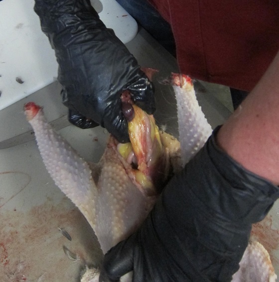 pulling out chicken organs during a butcher