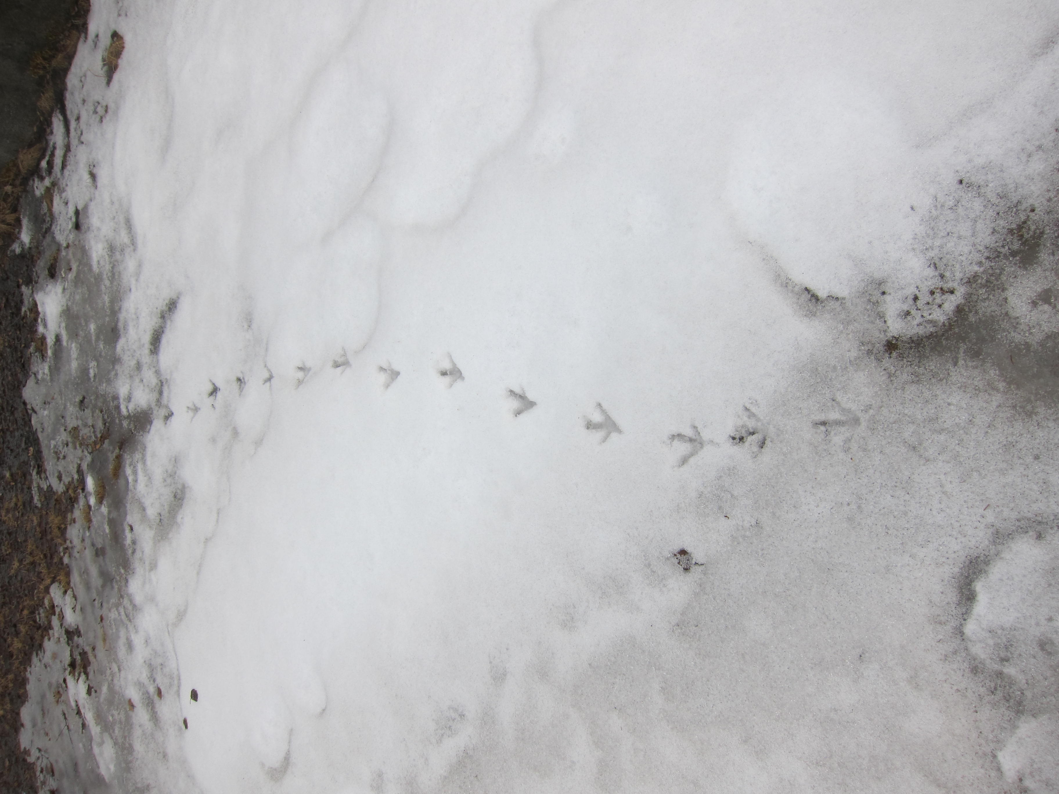 chicken tracks in fresh snow