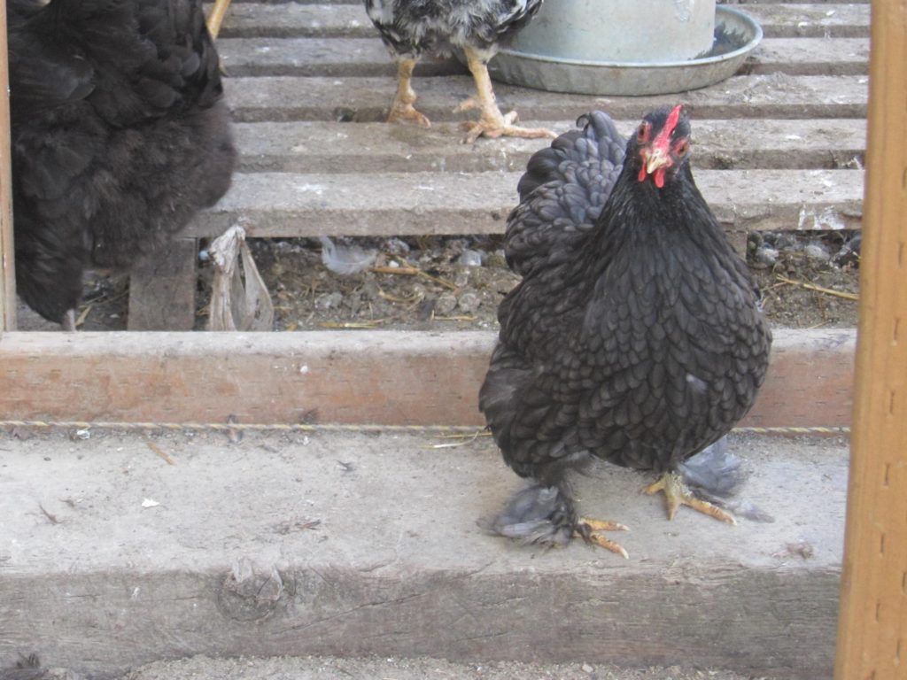 cute black chicken with feathered feet | Alaska Urban Hippie