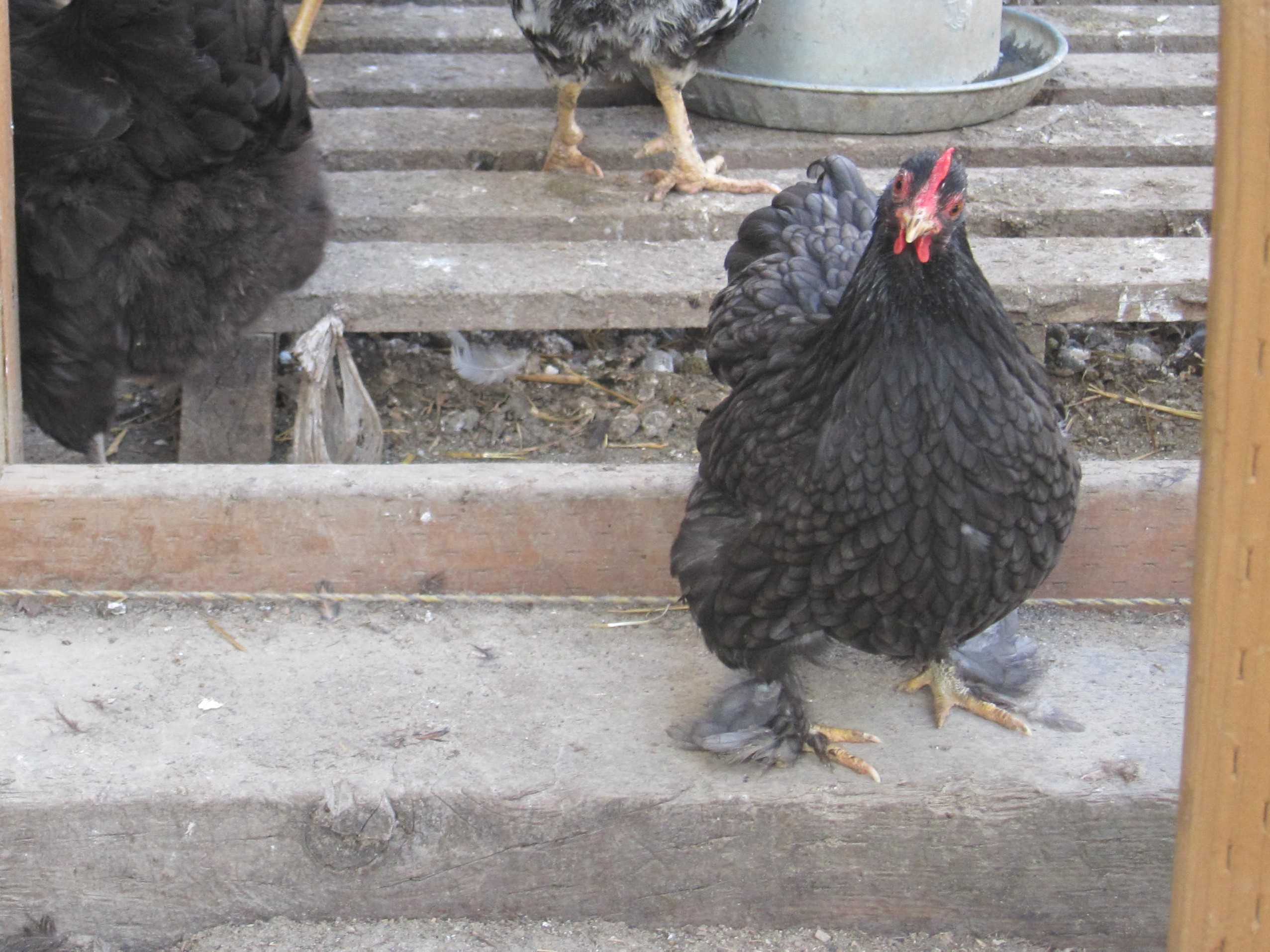 cute black chicken with feathered feet