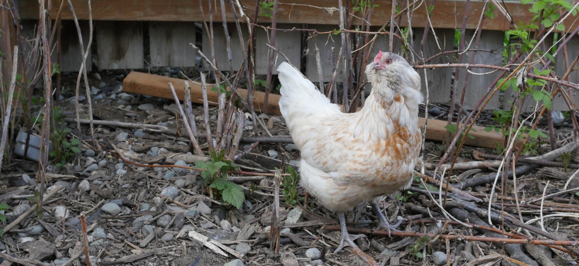 white and tan easter egger hen