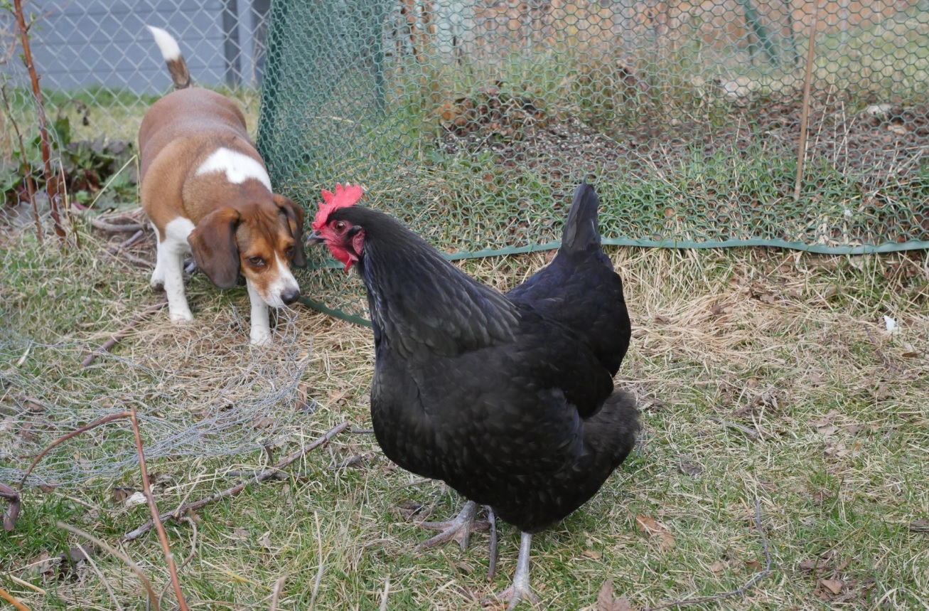 beagle and black chicken