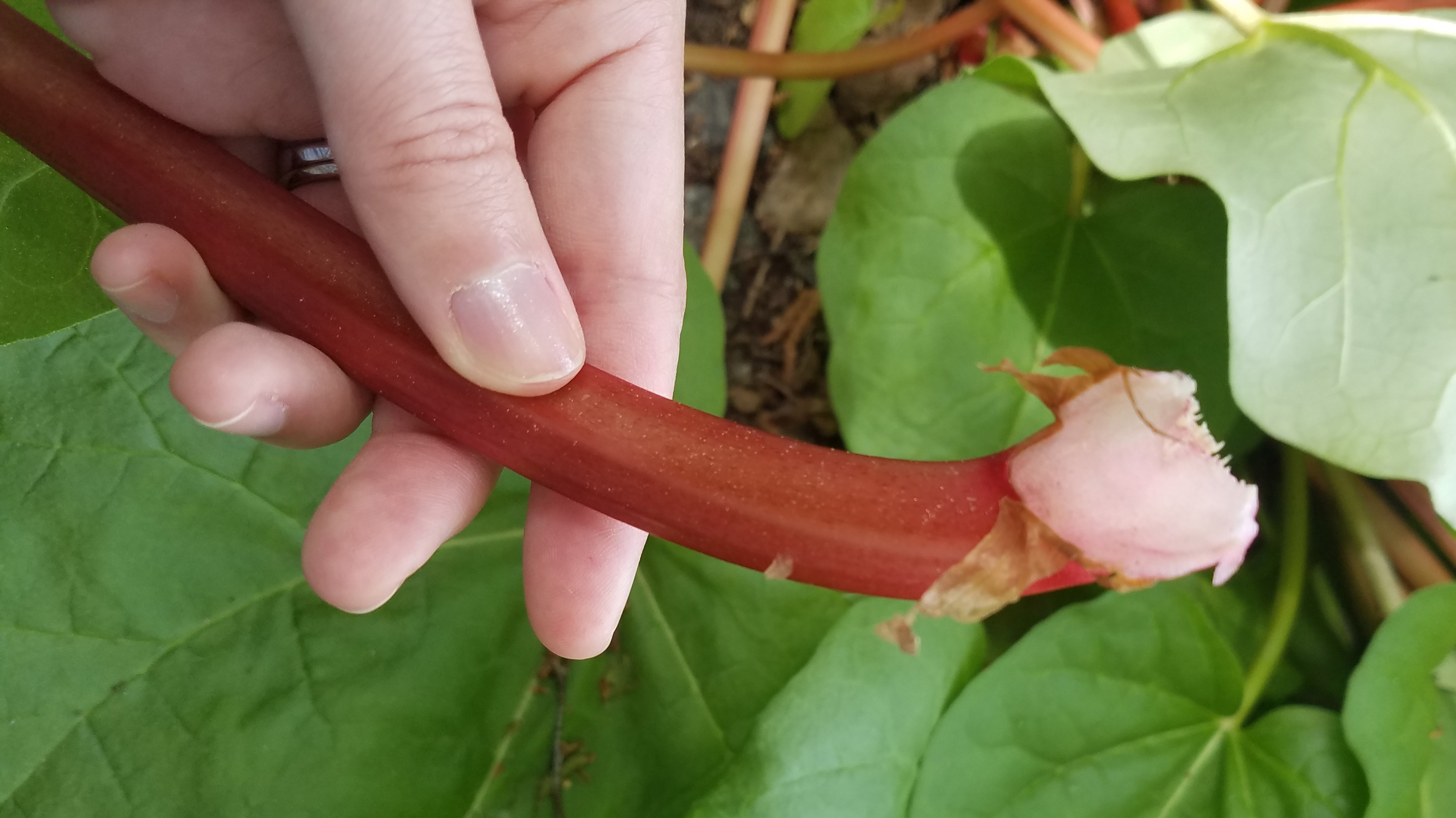 close-up on end of rhubarb stalk