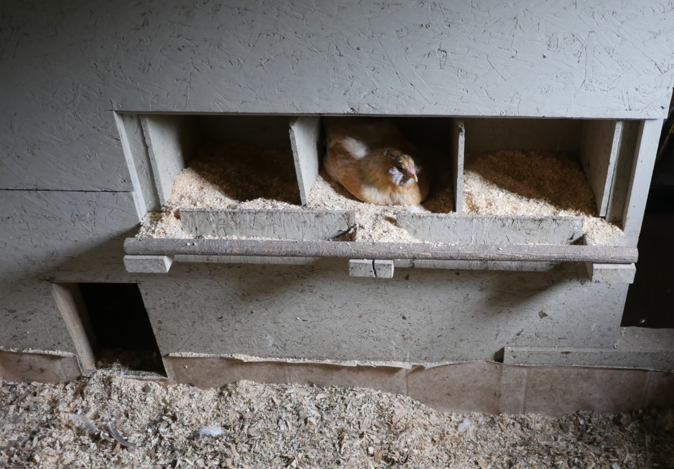 chicken coop nest boxes