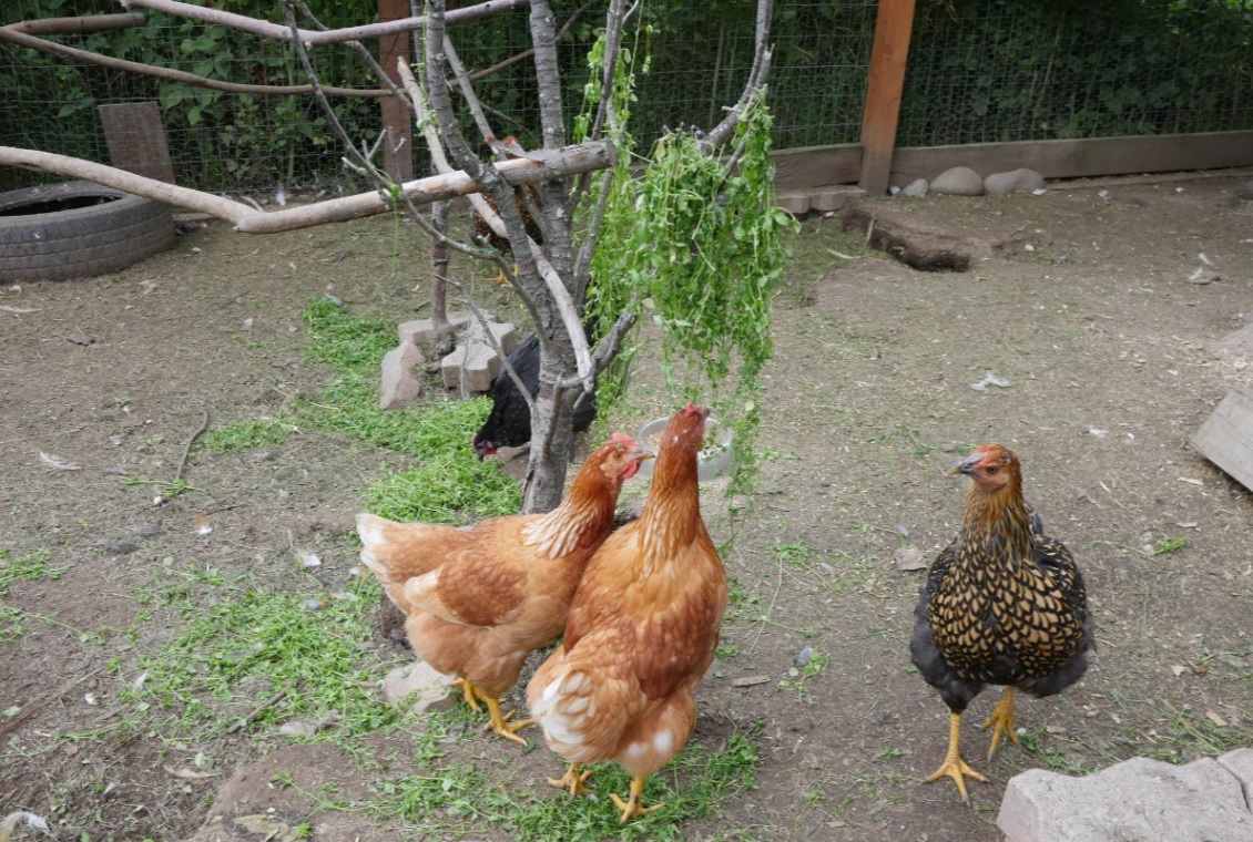backyard hens with chickweed