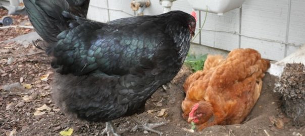 backyard chickens taking dirt baths