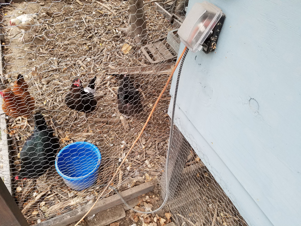blue heated watering container chicken coop