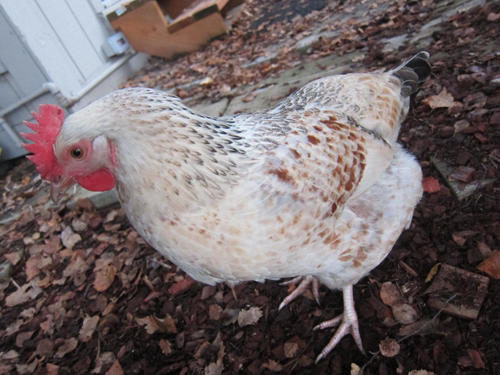 4 month old white speckled egg laying hen