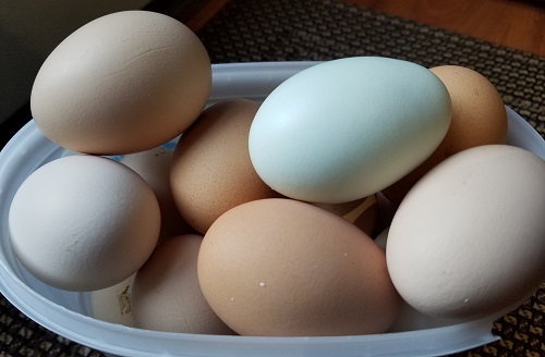 multi colored chicken eggs