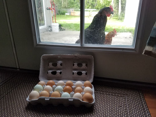 chicken staring at egg carton through window