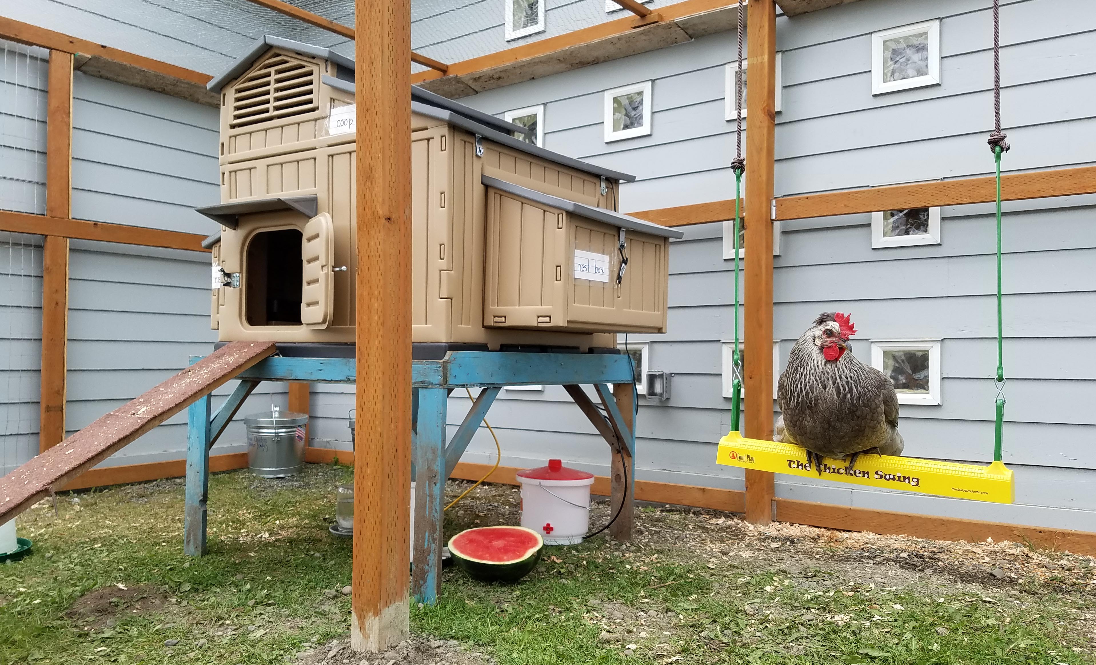 Icelandic hen on chicken swing