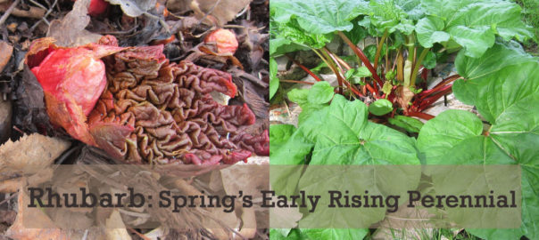 rhubarb in early spring and late summer