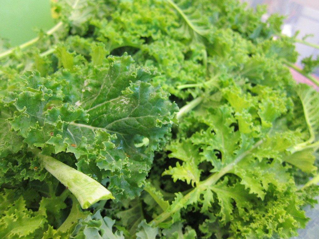 fresh picked curly kale in Alaska