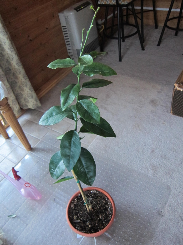 small potted bearss lime