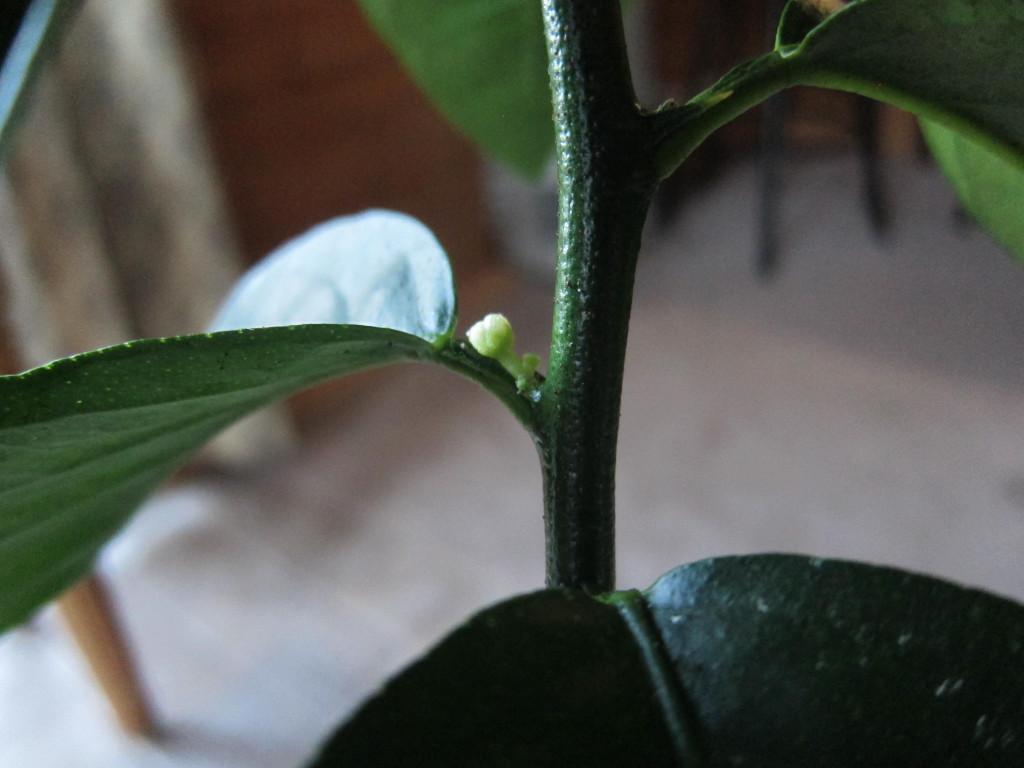 bearss lime tree unopened blossom