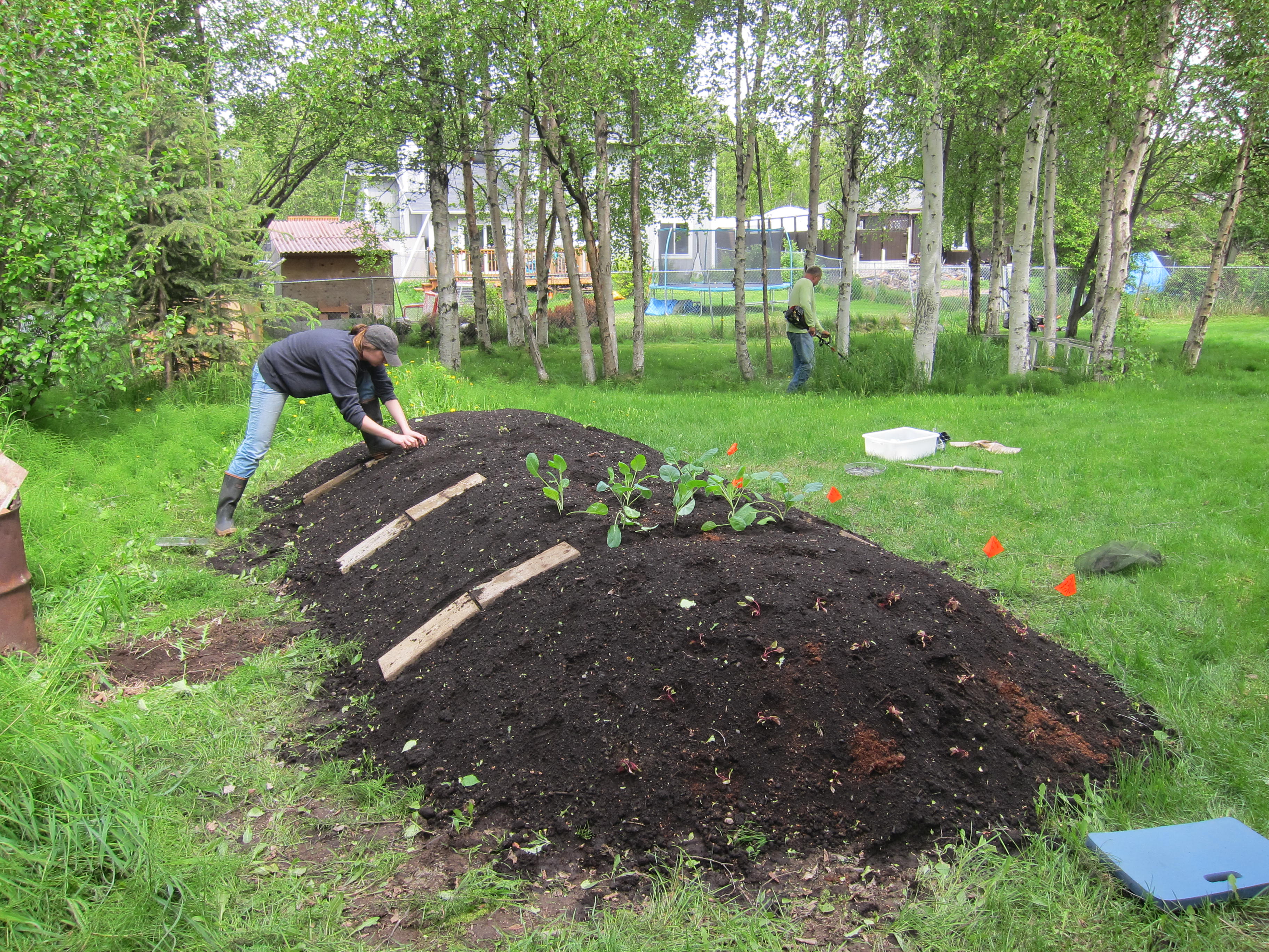 planting a hugelkultur in Alaska