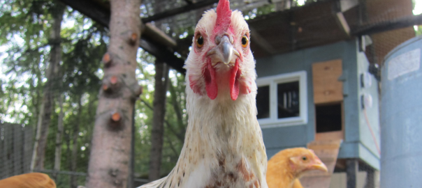 chicken staring at camera
