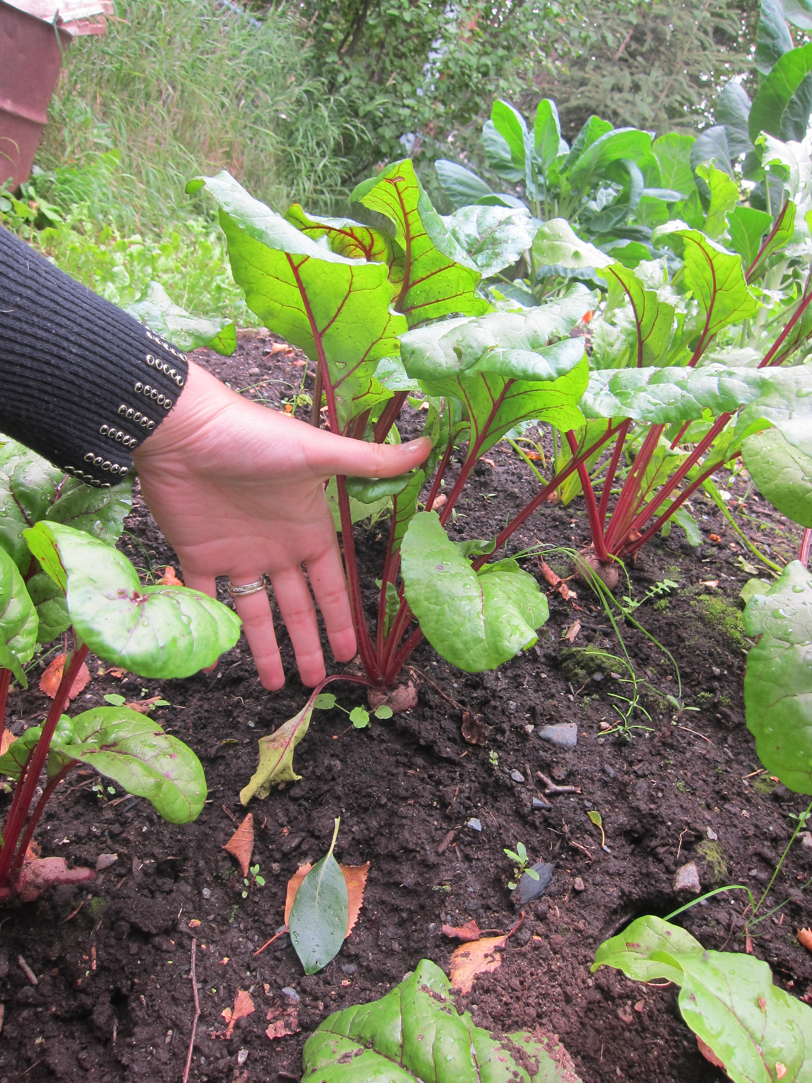 young red beets grown in Alaska