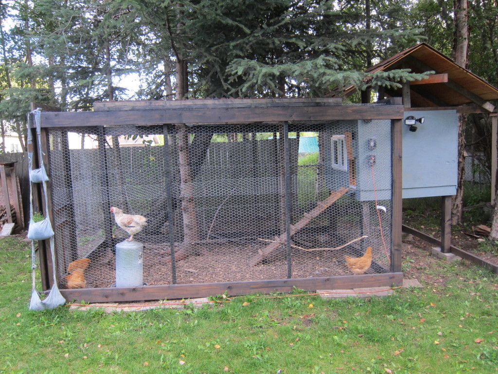 Alaska chicken coop with fresh paint | Alaska Urban Hippie