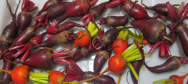 red and gold organic beets without tops
