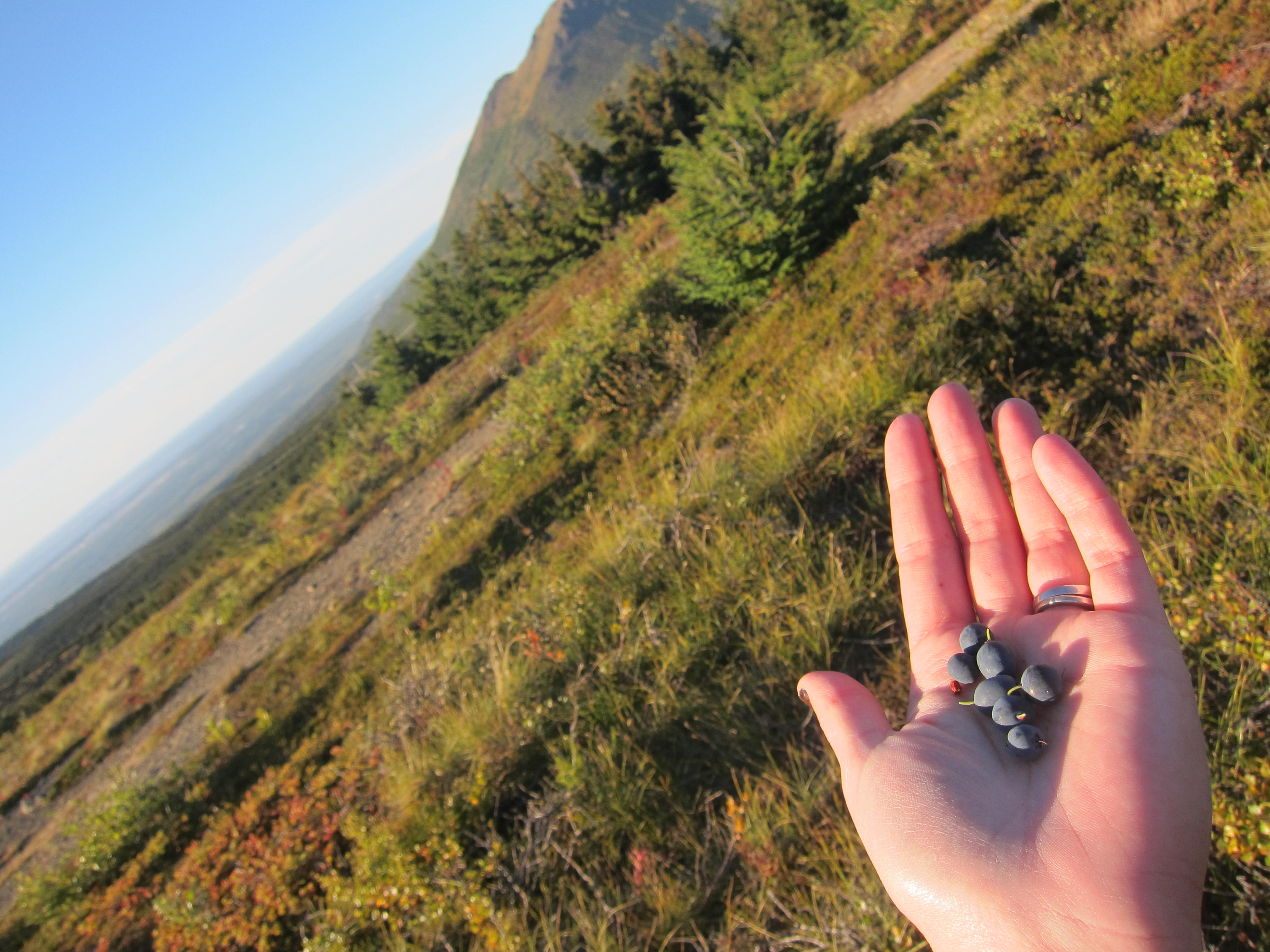 handful of wild Alaska blueberries on flattop trail