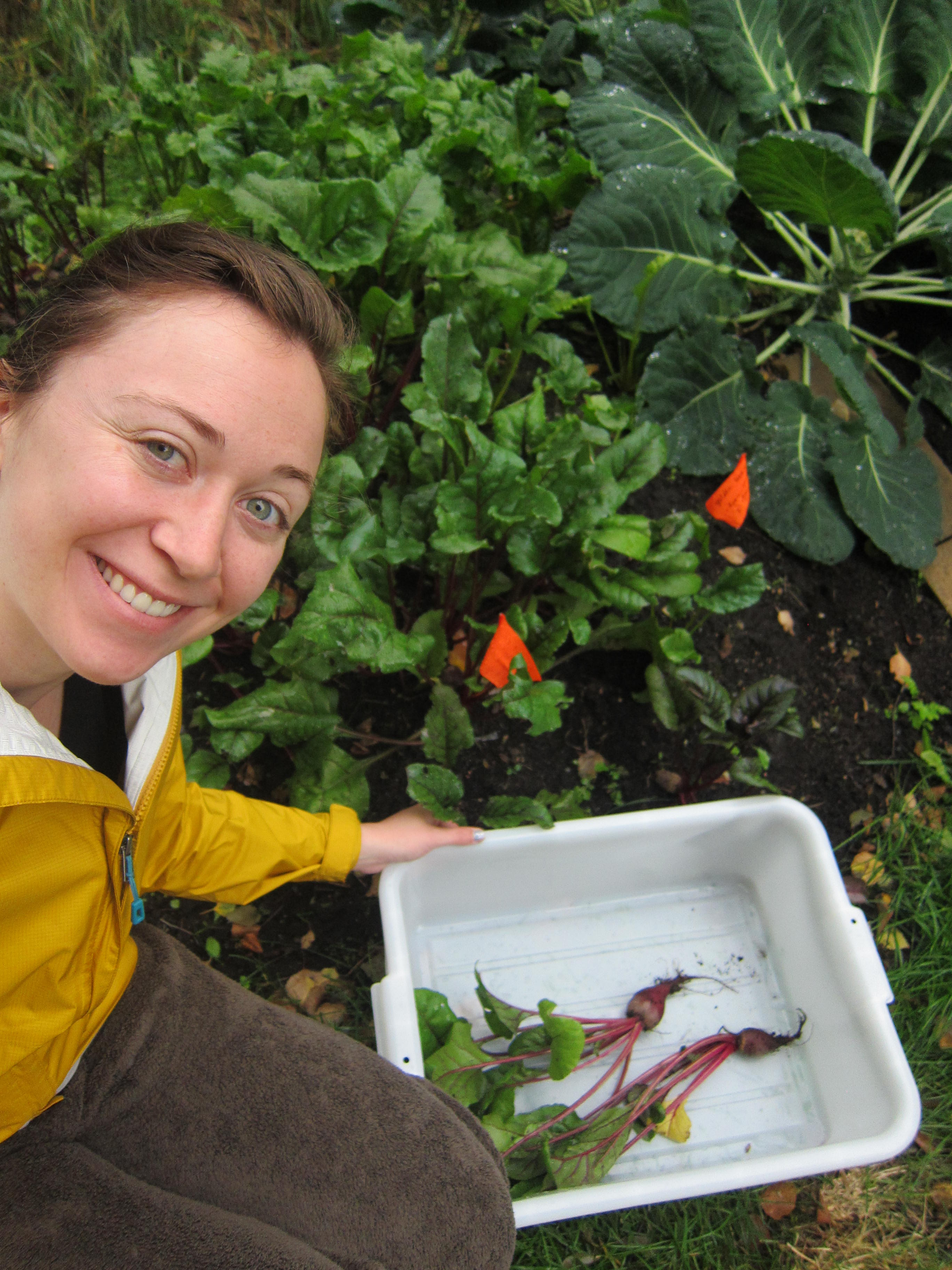 Ashley Taborsky harvesting beets from her garden