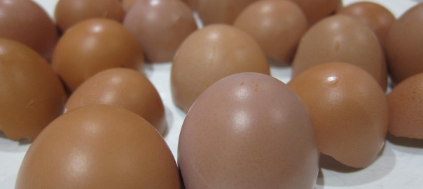 shades of brown chicken egg