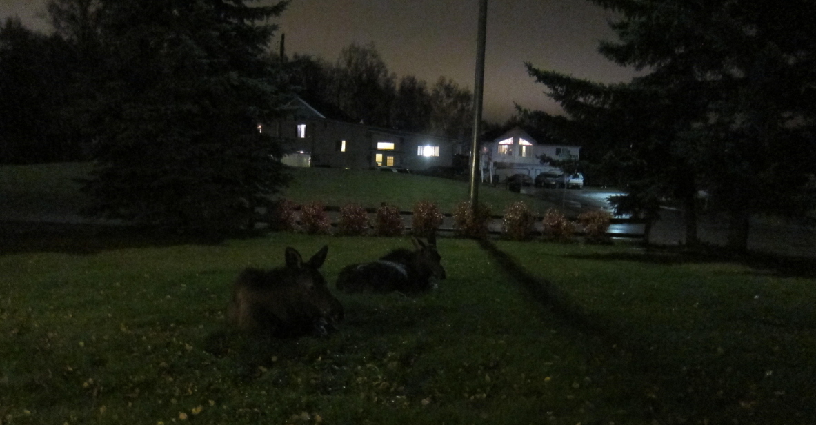 calves resting in residential anchorage