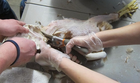 cutting off plucked dead rooster wings