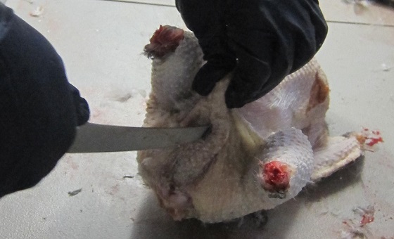 cutting into plucked chicken body cavity