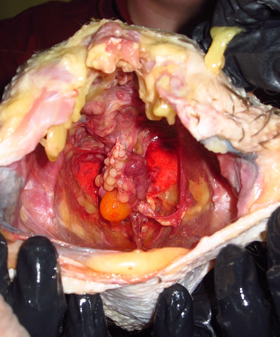 chicken hen ovaries inside the body cavity