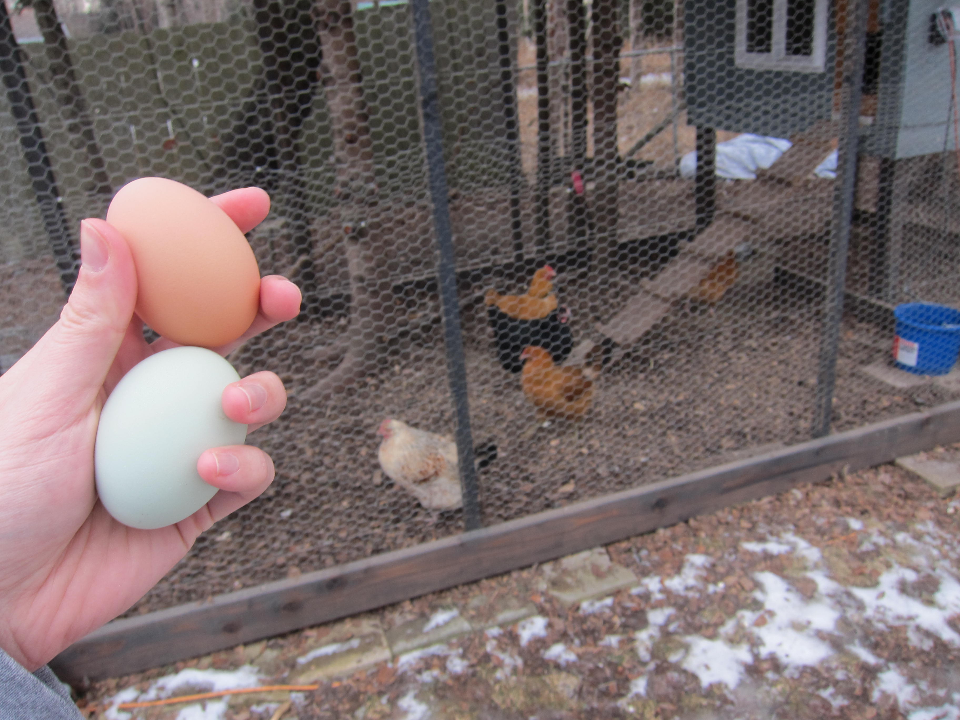 two eggs with hens in background