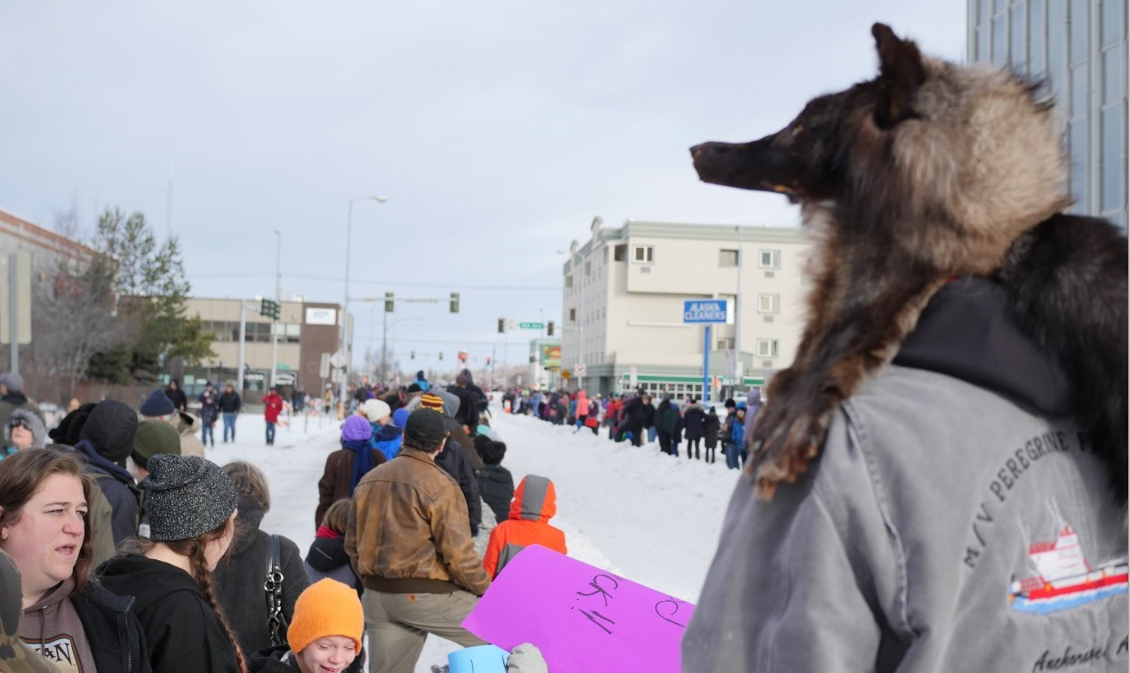2016 Iditarod sled dog Anchorage start