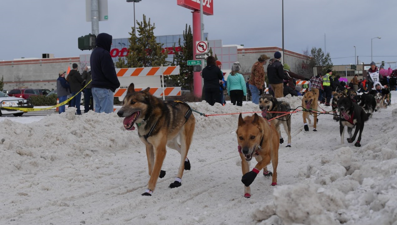 Alaska iditarod dogs running in Anchorage