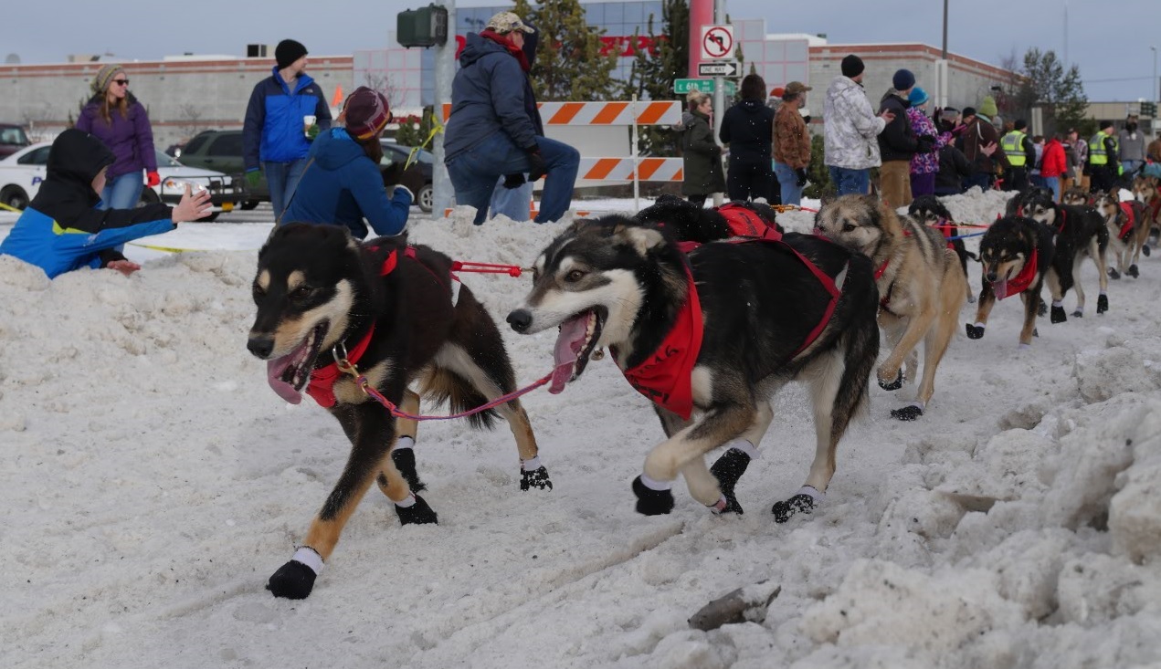 happy Alaska iditarod sled dogs running