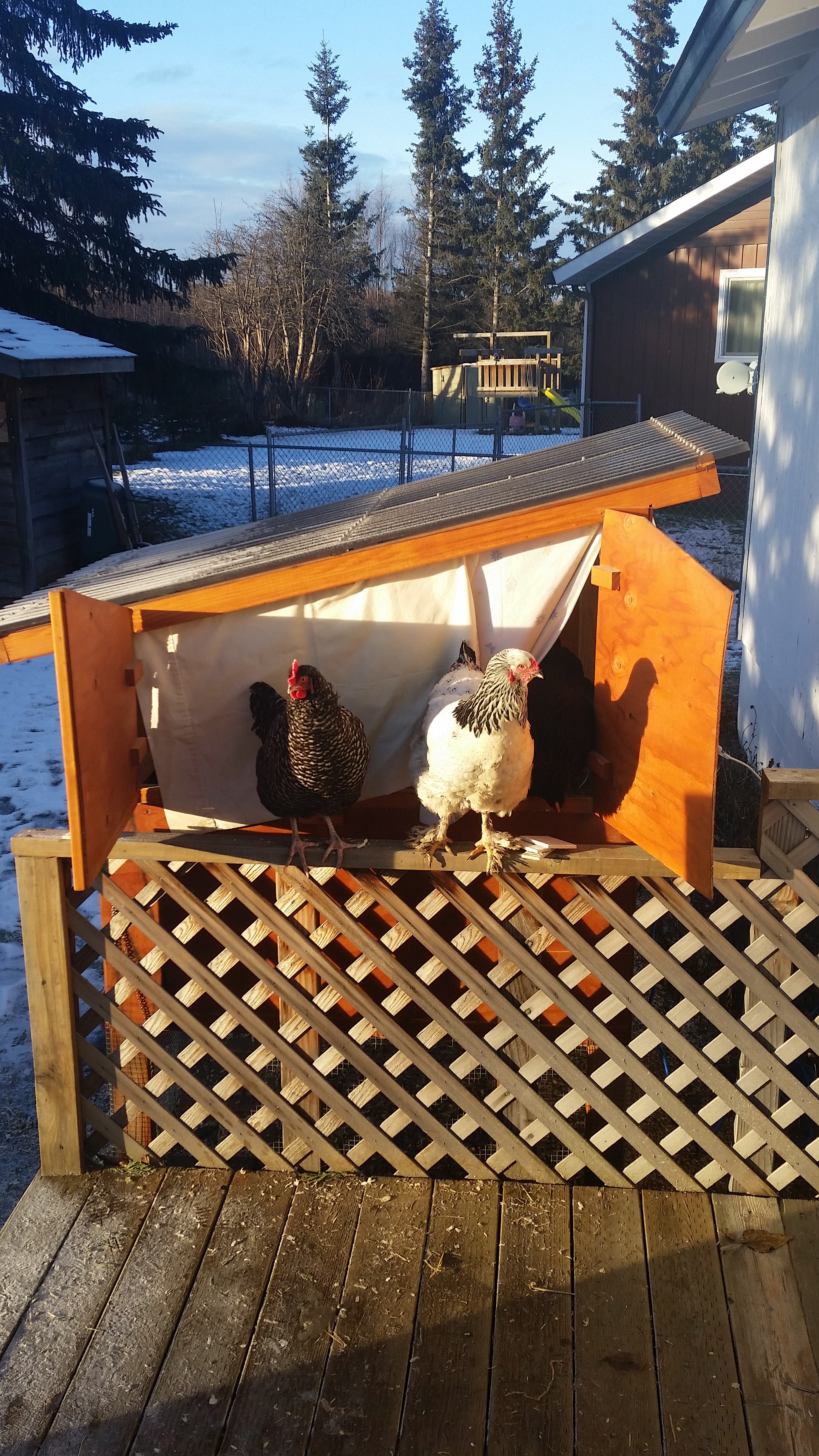 chicken coop with curtain