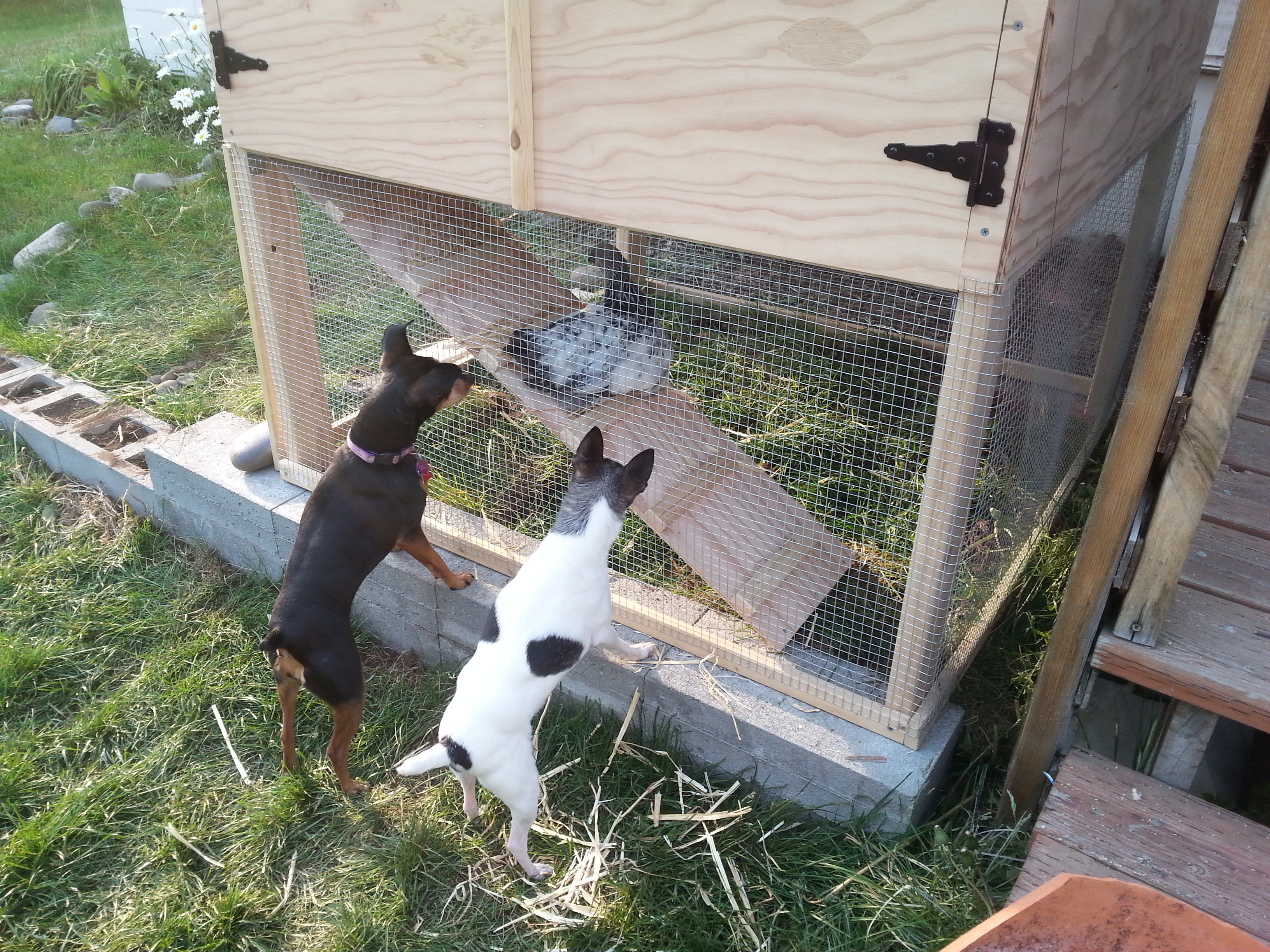 two small dogs looking into chicken coop