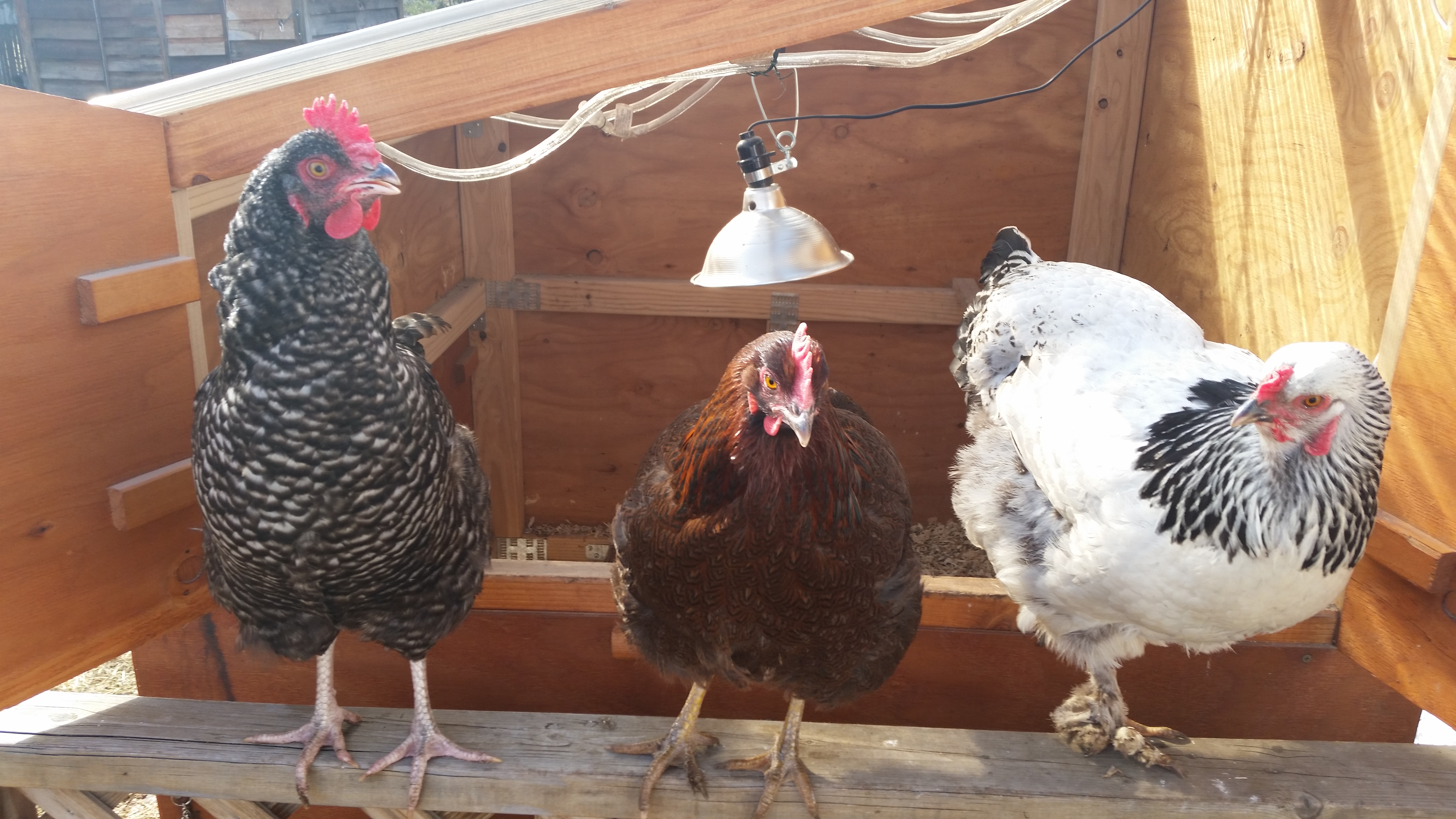 three hens perched in a coop in Anchorage