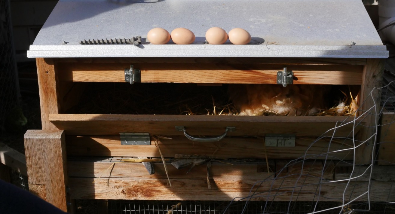 chicken coop egg nesting box